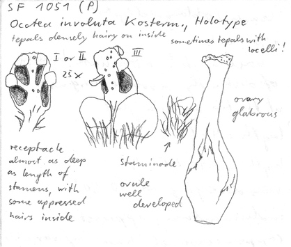 Vorschaubild Ocotea involuta Kosterm.